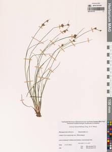 Juncus castaneus subsp. leucochlamys (W.J.Zinger ex V.I.Krecz.) Hultén, Сибирь, Чукотка и Камчатка (S7) (Россия)