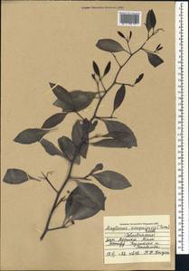 Gymnosporia senegalensis (Lam.) Loes., Африка (AFR) (Мали)