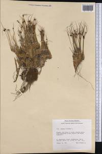 Oreojuncus trifidus (L.) Záv. Drábk. & Kirschner, Америка (AMER) (Гренландия)