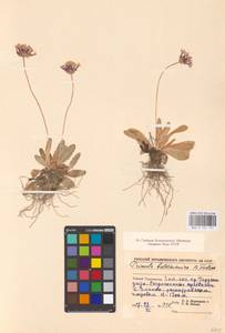 Primula baldshuanica B. Fedtsch., Средняя Азия и Казахстан, Памир и Памиро-Алай (M2) (Таджикистан)