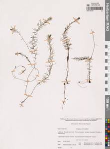 Пузырчатка средняя  Hayne, Сибирь, Чукотка и Камчатка (S7) (Россия)