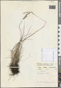 Овсяница валисская, Типчак Schleich. ex Gaudin, Кавказ, Северная Осетия, Ингушетия и Чечня (K1c) (Россия)