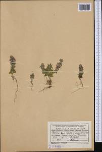 Sideritis romana subsp. purpurea (Talbot ex Benth.) Heywood, Западная Европа (EUR) (Албания)
