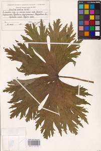 Борец северный Koelle, Восточная Европа, Восточный район (E10) (Россия)