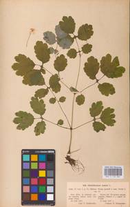 Чистотел большой L., Восточная Европа, Южно-Украинский район (E12) (Украина)