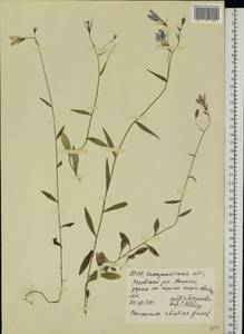 Колокольчик, Восточная Европа, Западно-Украинский район (E13) (Украина)