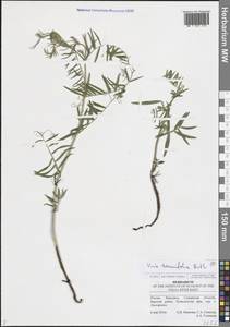 Горошек тонколистный Roth, Восточная Европа, Средневолжский район (E8) (Россия)