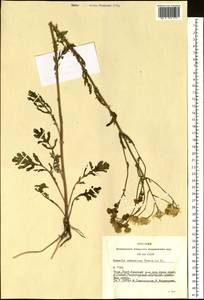 Jacobaea ambracea (Turcz. ex DC.) B. Nord., Сибирь, Алтай и Саяны (S2) (Россия)