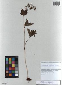 KUZ 000 283, Герань белоцветковая Ledeb., Сибирь, Алтай и Саяны (S2) (Россия)