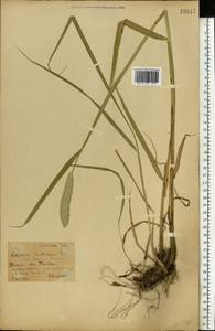 Лисохвост тростниковидный Poir., Восточная Европа, Центральный лесостепной район (E6) (Россия)