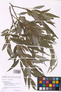 Salix alba × fragilis, Восточная Европа, Центральный лесостепной район (E6) (Россия)