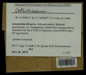 Orthotrichum, Гербарий мохообразных, Мхи - Дальний Восток (без Чукотки и Камчатки) (B20) (Россия)