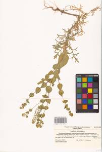 Клоповник пронзеннолистный L., Восточная Европа, Нижневолжский район (E9) (Россия)