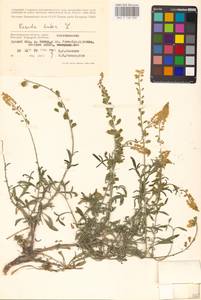 Резеда желтая L., Восточная Европа, Нижневолжский район (E9) (Россия)