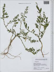 Спорыш, Восточная Европа, Нижневолжский район (E9) (Россия)