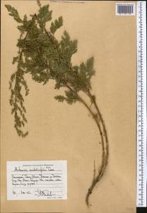 Artemisia stechmanniana Besser, Средняя Азия и Казахстан, Западный Тянь-Шань и Каратау (M3) (Киргизия)