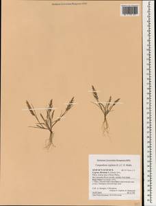 Жесткомятлик твердый (L.) C.E.Hubb., Зарубежная Азия (ASIA) (Кипр)