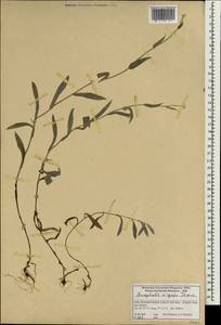 Anaphalis virgata Thomson, Зарубежная Азия (ASIA) (Индия)