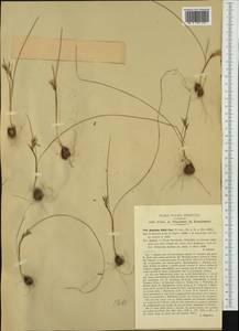 Romulea columnae subsp. rollii (Parl.) Marais, Западная Европа (EUR) (Италия)