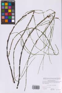 Хвощ приречный, Хвощ топяной L., Восточная Европа, Московская область и Москва (E4a) (Россия)