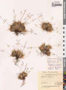 Овсяница укороченнейшая Jurtzev, Сибирь, Чукотка и Камчатка (S7) (Россия)