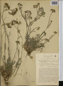 Seseli polyphyllum Ten., Западная Европа (EUR) (Италия)