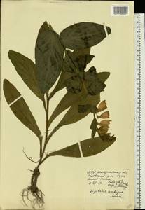 Наперстянка крупноцветковая Mill., Восточная Европа, Западно-Украинский район (E13) (Украина)