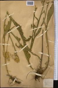 Centaurea glastifolia subsp. intermedia (Boiss.) L. Martins, Средняя Азия и Казахстан, Северный и Центральный Казахстан (M10) (Казахстан)