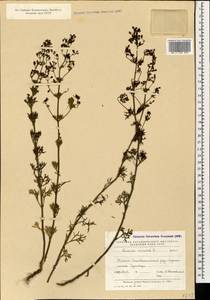 Дубровник восточный L., Кавказ, Азербайджан (K6) (Азербайджан)