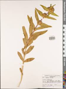 Горечавка крестовидная L., Восточная Европа, Центральный район (E4) (Россия)