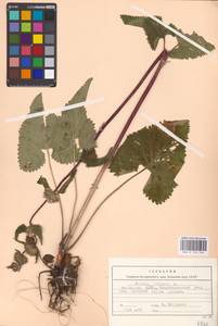 MHA 0 154 164, Зопничек клубненосный (L.) Moench, Восточная Европа, Восточный район (E10) (Россия)