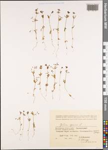 Подмаренник ложный L., Восточная Европа, Нижневолжский район (E9) (Россия)