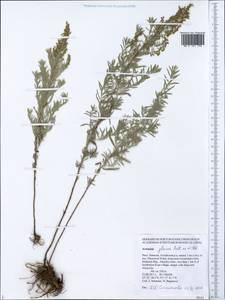Полынь сизая Pall. ex Willd., Сибирь, Алтай и Саяны (S2) (Россия)