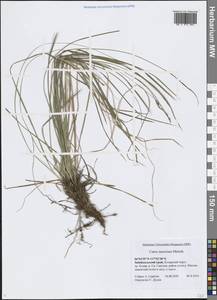 Осока большехвостая (Meinsh.) Kük., Сибирь, Прибайкалье и Забайкалье (S4) (Россия)