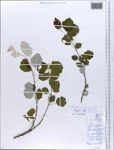 Тополь белый, Тополь серебристый L., Восточная Европа, Белоруссия (E3a) (Белоруссия)