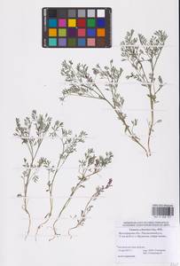 Дымянка Шлейхера Soy.-Will., Восточная Европа, Нижневолжский район (E9) (Россия)