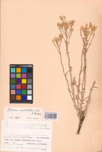 Наголоватка многоцветковая (L.) B. Fedtsch., Восточная Европа, Нижневолжский район (E9) (Россия)