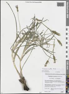 Pseudopodospermum molle (M. Bieb.) Kuth., Восточная Европа, Ростовская область (E12a) (Россия)