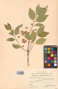 Бересклет Маака Rupr., Сибирь, Дальний Восток (S6) (Россия)