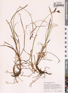 Осока риширинская (Franch.) Kük., Сибирь, Чукотка и Камчатка (S7) (Россия)