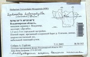 Lophocolea heterophylla (Schrad.) Dumort., Гербарий мохообразных, Мхи - Центральное Нечерноземье (B6) (Россия)