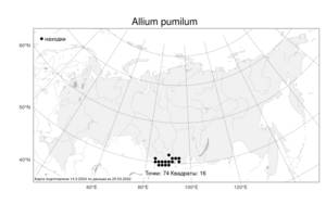 Allium pumilum, Лук низкий Vved., Атлас флоры России (FLORUS) (Россия)