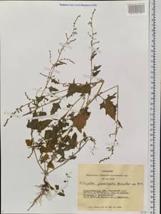 Лебеда лежачая, Лебеда простертая DC., Сибирь, Западная Сибирь (S1) (Россия)