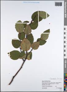 Ольховник кустарниковый, Ольха кустарниковая (Rupr.) Raus, Сибирь, Якутия (S5) (Россия)