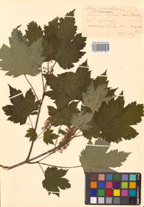 Клен желтый, Клен укурунду Trautv. & C.A.Mey., Сибирь, Дальний Восток (S6) (Россия)