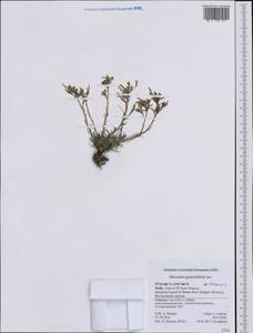 Mcneillia graminifolia subsp. graminifolia, Западная Европа (EUR) (Италия)