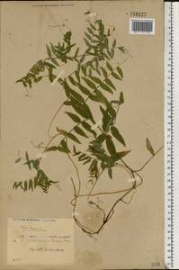 Горошек заборный L., Восточная Европа, Белоруссия (E3a) (Белоруссия)