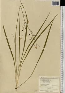 Венечник ветвистый L., Восточная Европа, Западно-Украинский район (E13) (Украина)