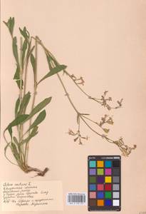 Смолевка поникшая L., Восточная Европа, Центральный район (E4) (Россия)