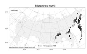 Micranthes merkii, Камнеломка Мерка (Fisch. ex Sternb.) Elven & D. F. Murray, Атлас флоры России (FLORUS) (Россия)